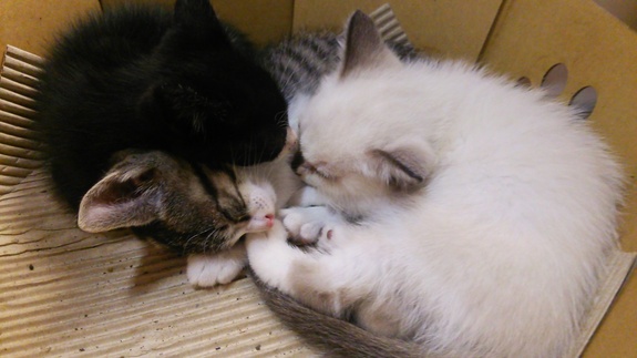 里親募集の子猫