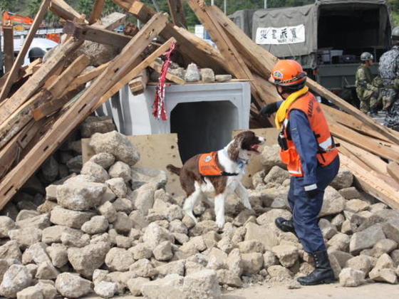 保護犬や救助犬を訓練する方法