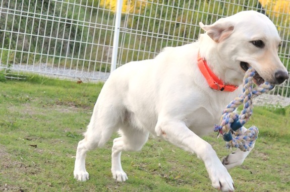 訓練犬は、Dog Runで走り回ることが大好き