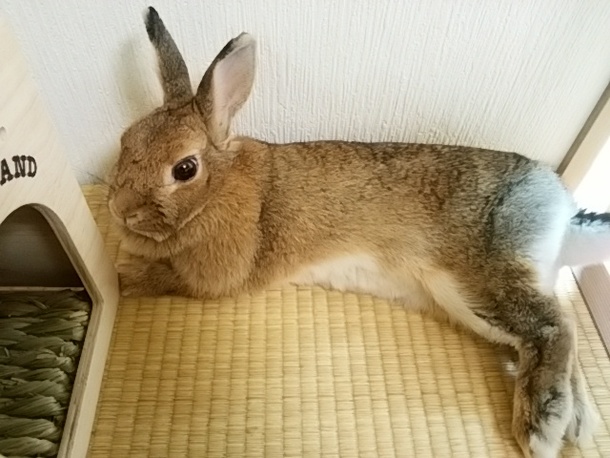 うさぎのチョコちゃん
