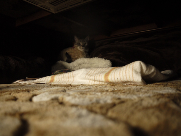 コタツでまどろみ中のリボンちゃん。驚かせてごめんね。