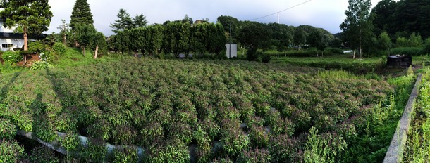 島松沢の畑