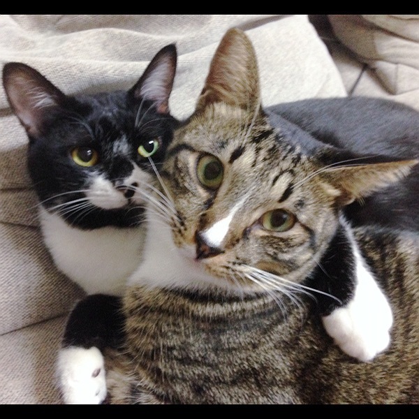 88ee2f2abedeb6c7adaa772e6396fc4b103adc18