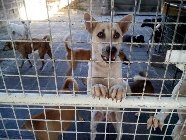 沢山の犬だけでなく、色んな動物が保護されます。