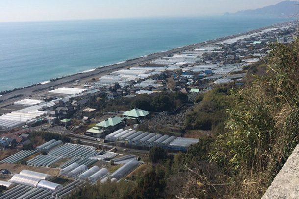 久能山から見えるいちご畑と太平洋