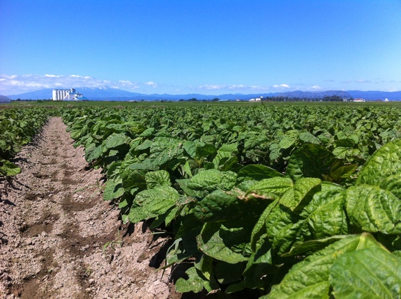 青々と広がる庄内平野