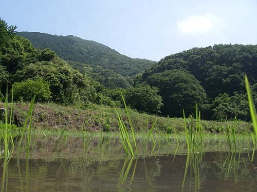 田植え直後の棚田
