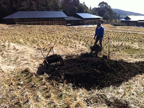 牛堆肥の元肥をまきました