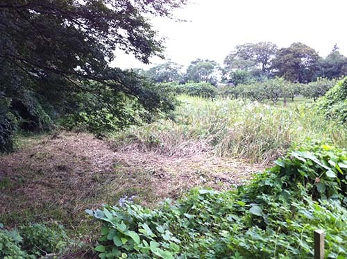 15年放棄の田んぼ草刈り中