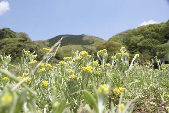 土浦市小野の棚田