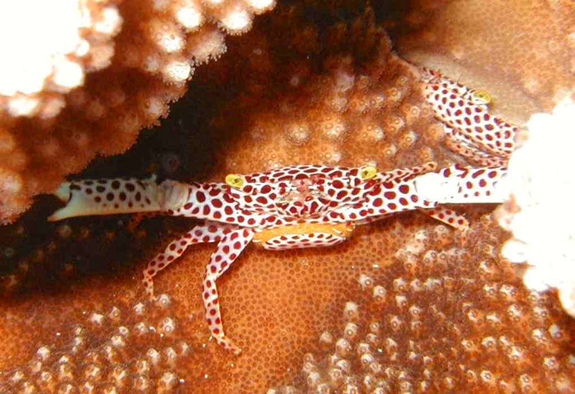 貴重なサンゴ、生き物が生息する沖縄の海を映像で伝えたい