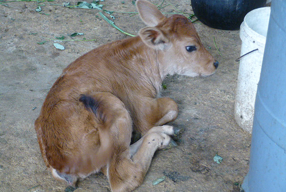 写真は出産後1週間ですが、すでに元気に茶畑の中を飛び回っていました。