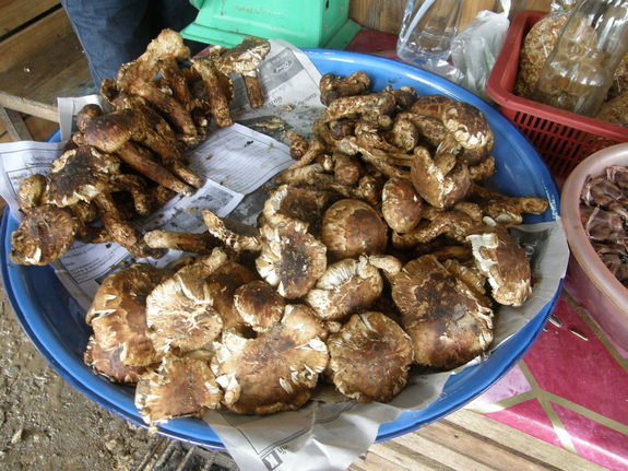 まつたけ　シェンクアン　ラオス