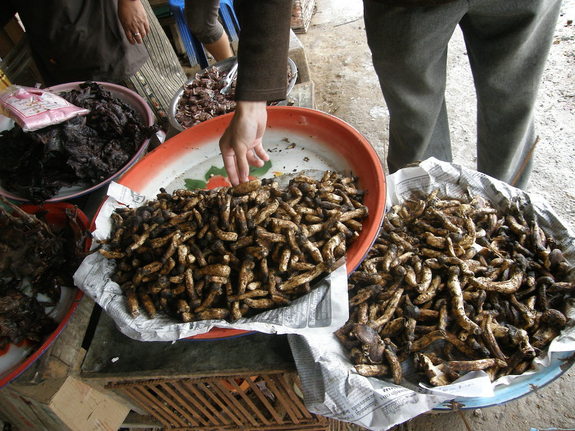 松茸　シエンクアン　ラオス