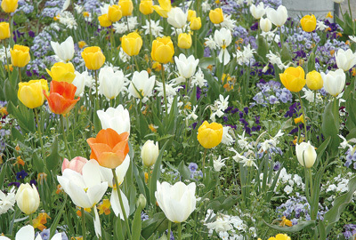 被災地に咲かせたチューリップ