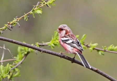 野鳥マップ作成を通じて北海道帯広市の野生生物と森林を守る！（千嶋 