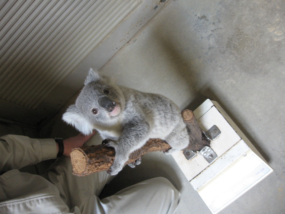 コアラを守りたい 東山動植物園コアラ応援プロジェクト 橋川 央 東山動物園長 13 01 16 公開 クラウドファンディング Readyfor