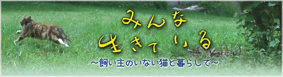 みんな生きている～飼い主のいない猫と暮らして