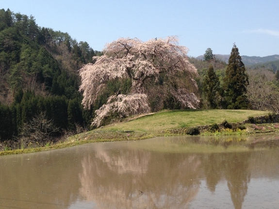 与一野のしだれ桜