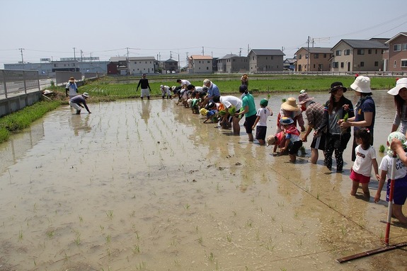 農業体験(田植えの風景)