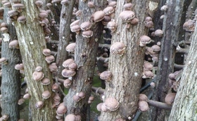 15782053f437525e502768abfeb956acb1ebb05e