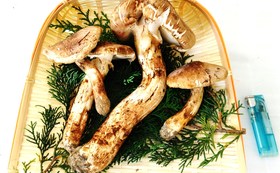 98a020ed26f805bb8eea4c621828607b9d217938