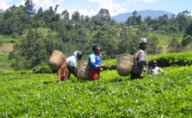 359aed10da3a64061752e7a43dbe7a3ef55255c0