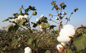 1f631535c52241b6a1be4a50e06cd2ba384c63de