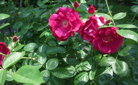 E6e794653c46c047c395cf8f9d09972ef61e0519